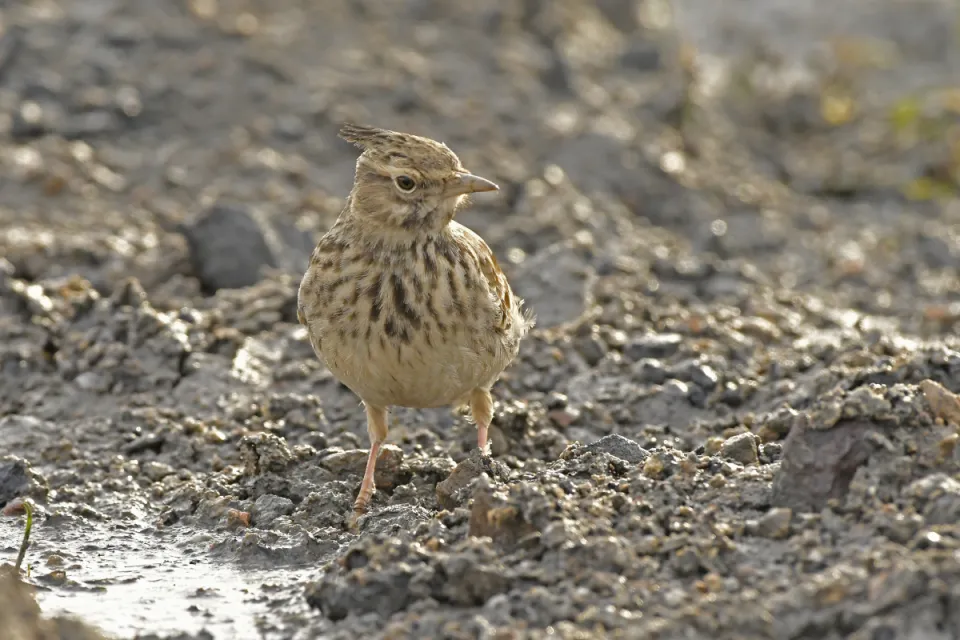 Galerida cristata