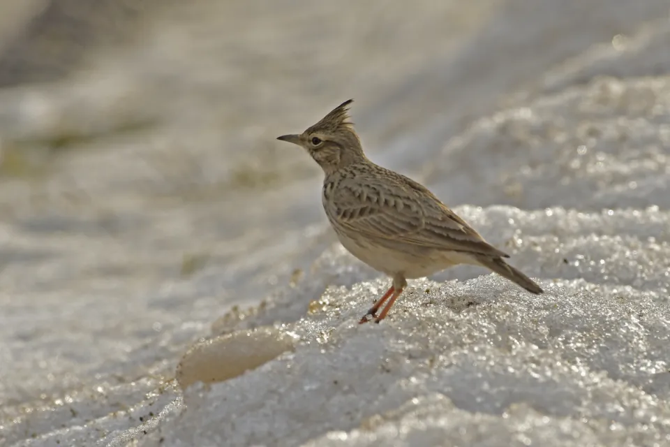 Galerida cristata