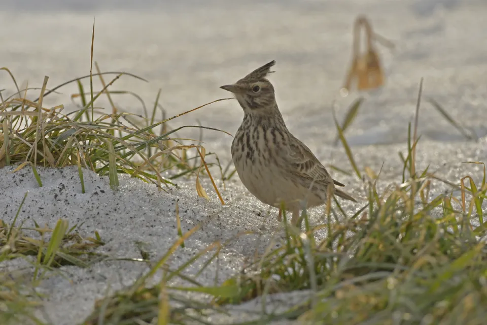 Galerida cristata