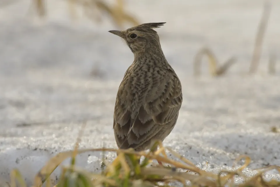 Galerida cristata
