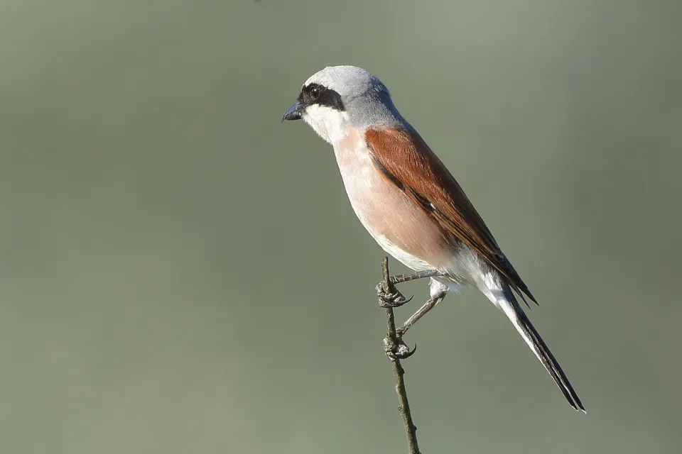 Lanius collurio