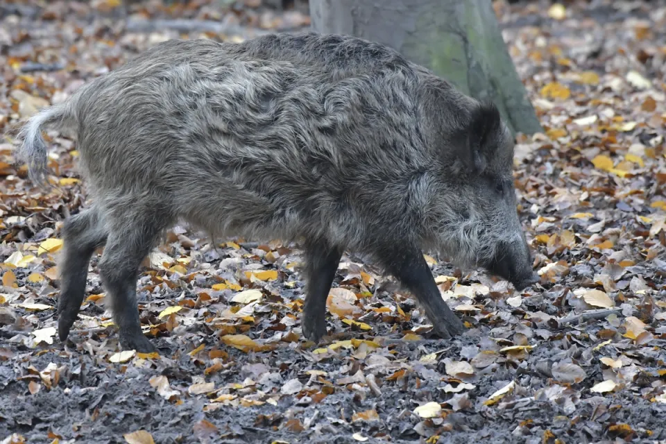 Sus scrofa