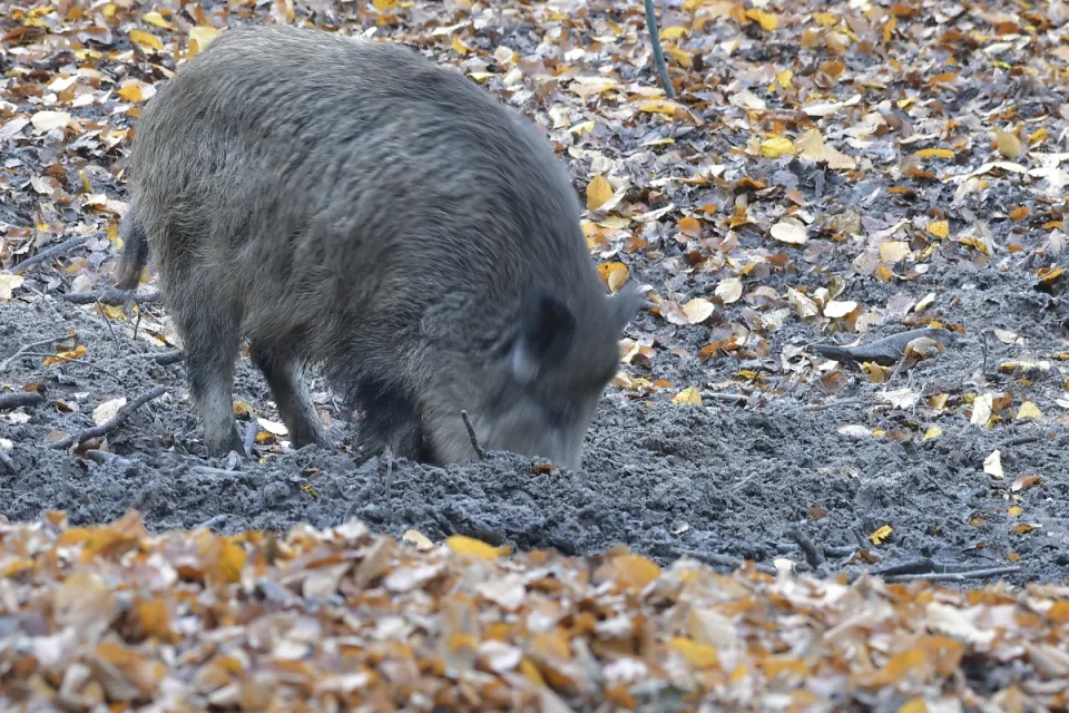 Sus scrofa