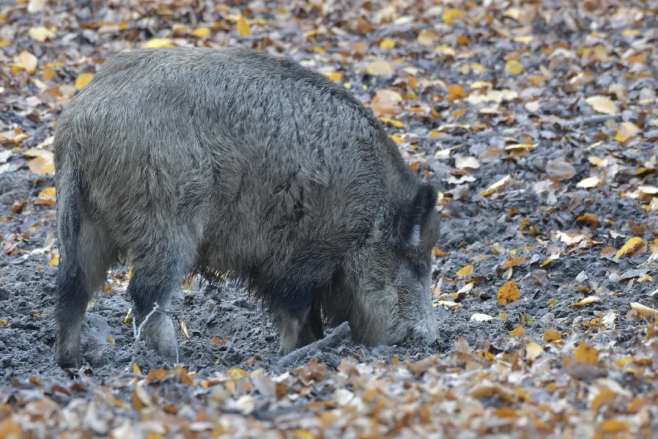 Sus scrofa