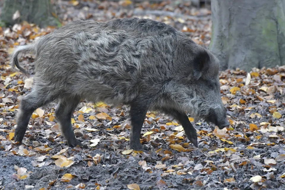 Sus scrofa