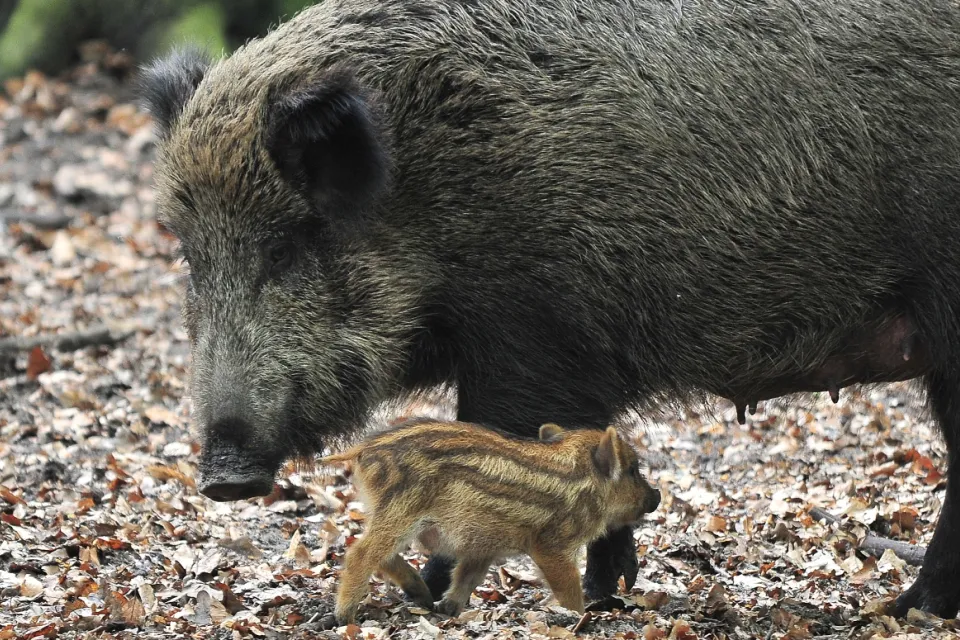 Sus scrofa