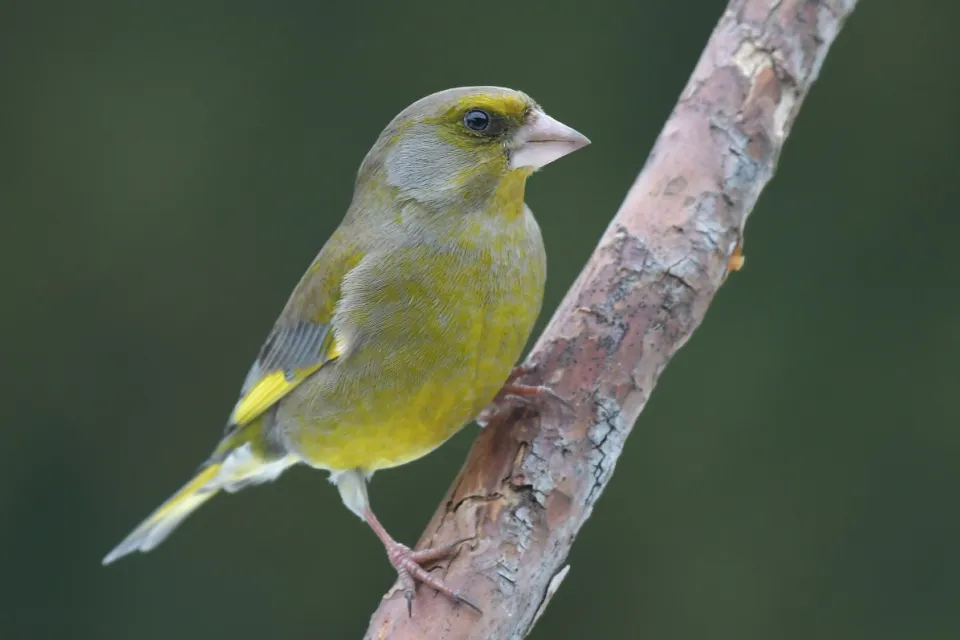 Dzwoniec