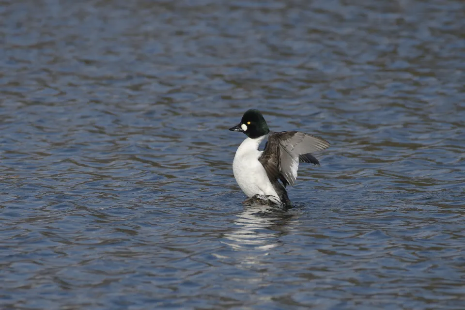 Bucephala clangula