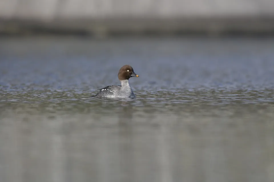 Bucephala clangula
