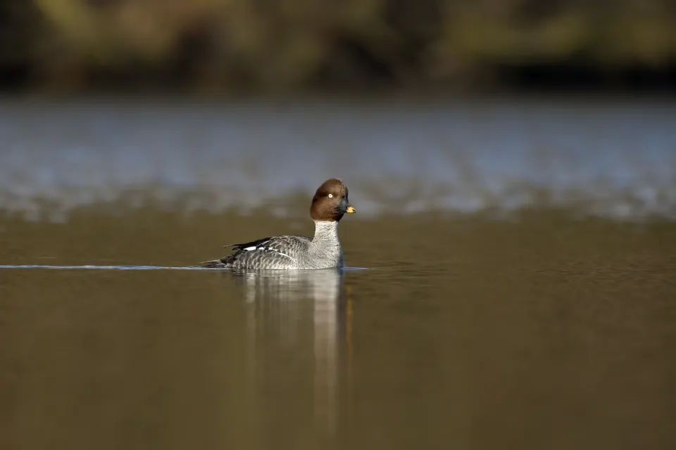 Bucephala clangula