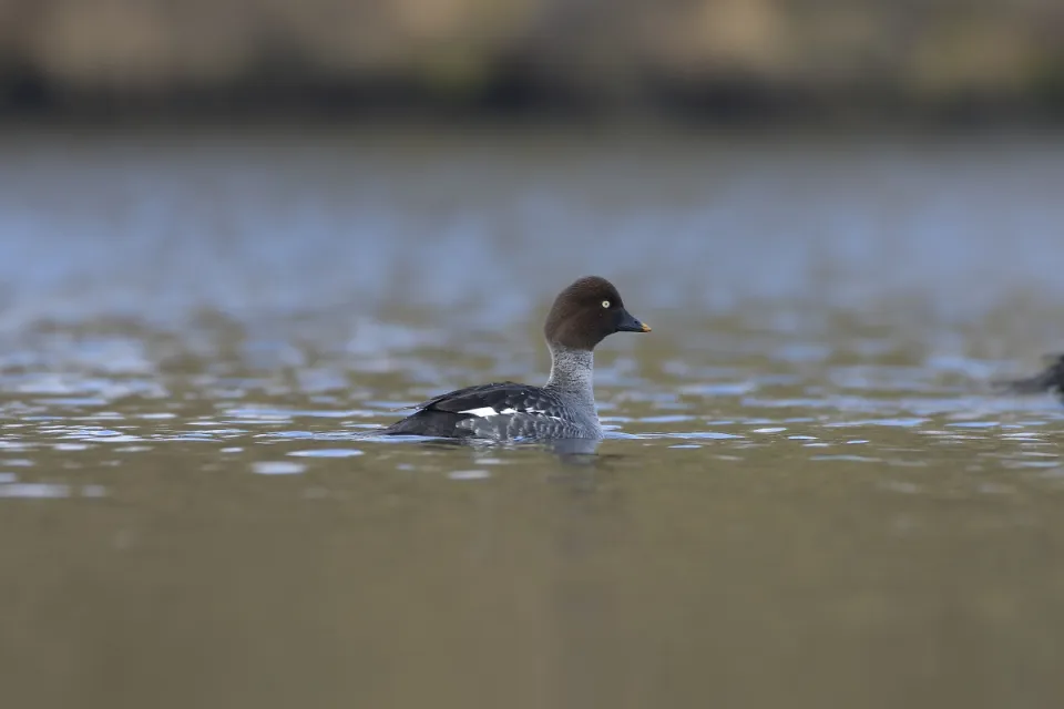 Bucephala clangula
