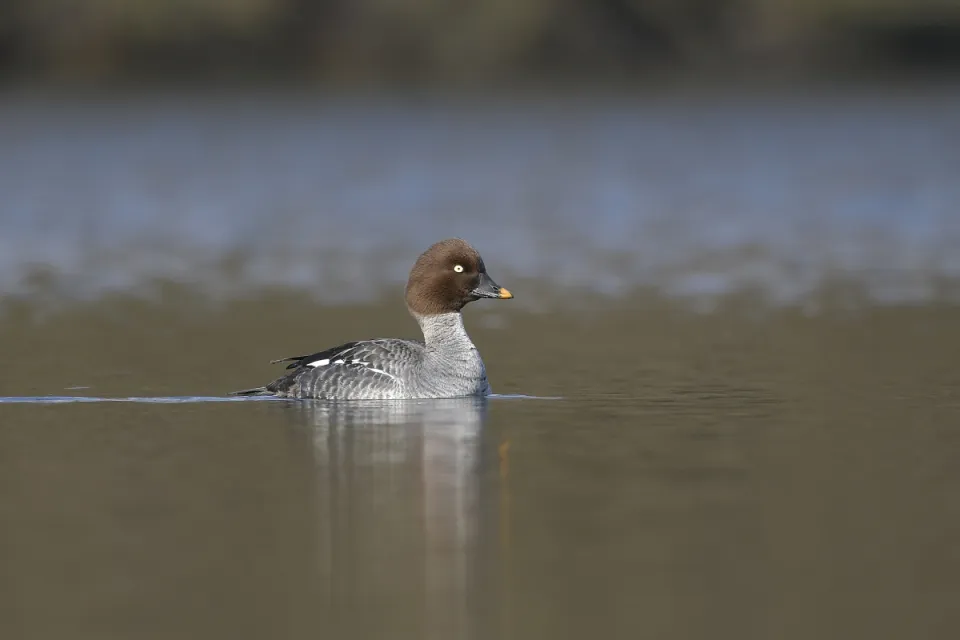 Bucephala clangula