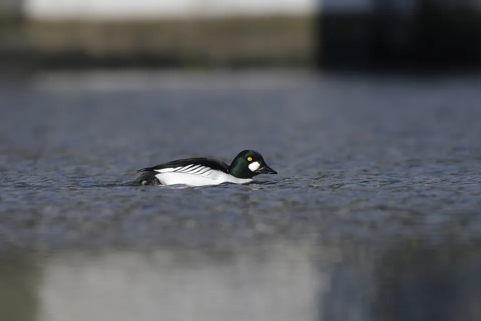 Bucephala clangula