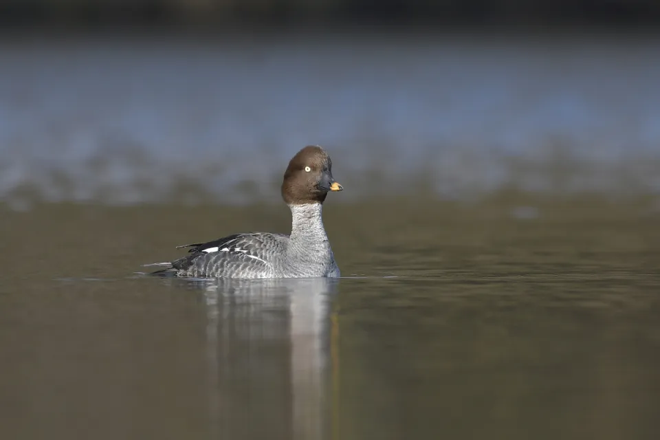 Bucephala clangula