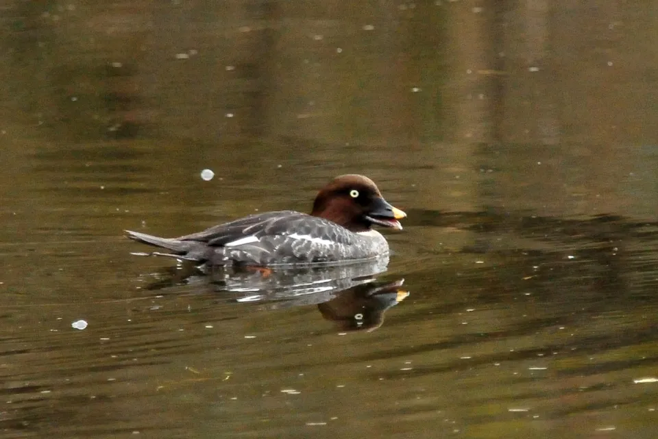 Bucephala clangula