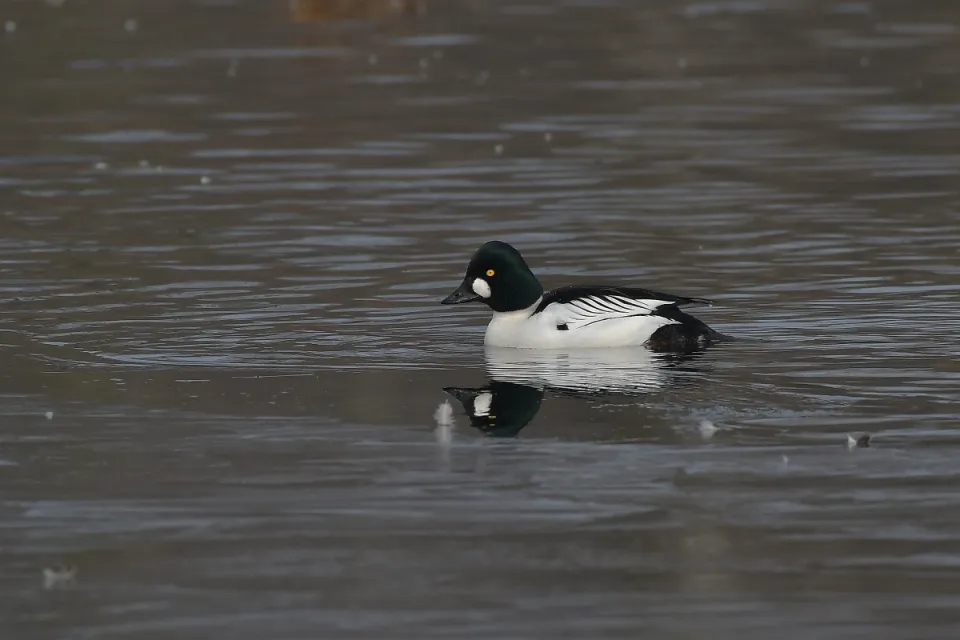 Bucephala clangula