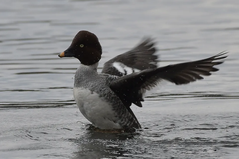 Bucephala clangula