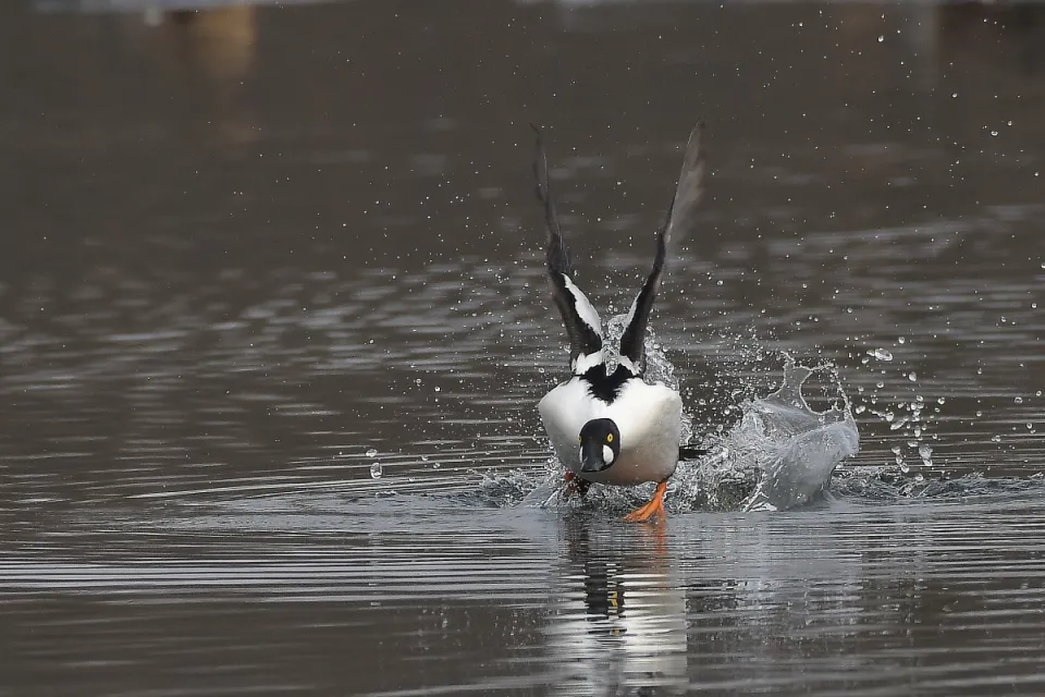 Bucephala clangula