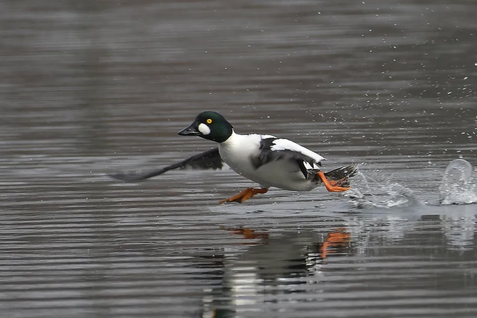 Bucephala clangula