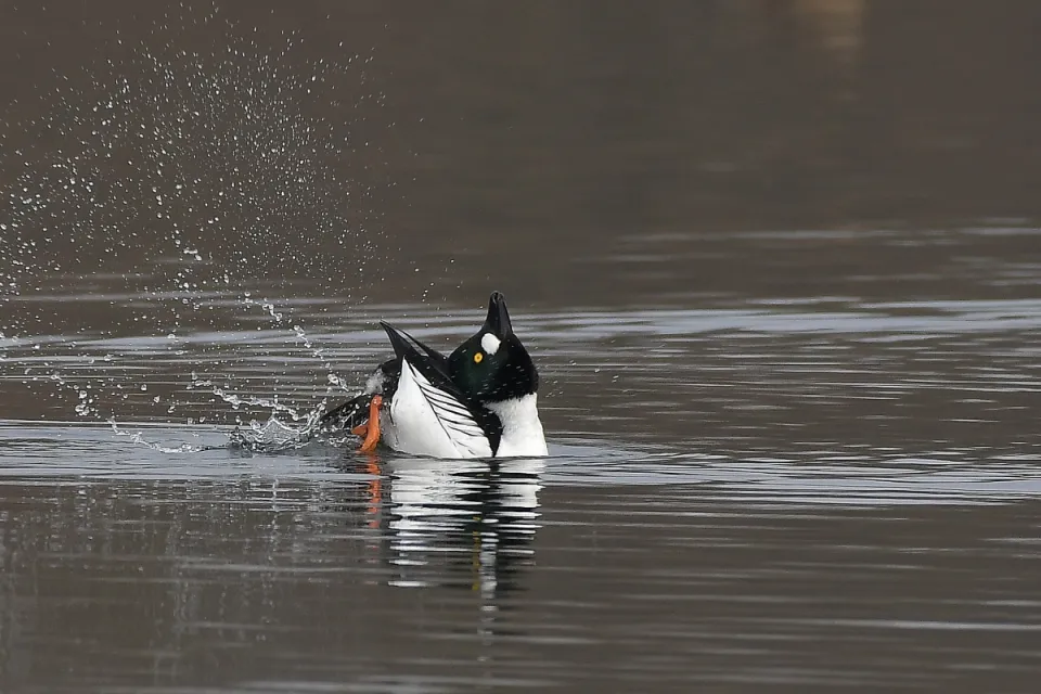 Bucephala clangula