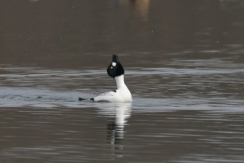 Bucephala clangula