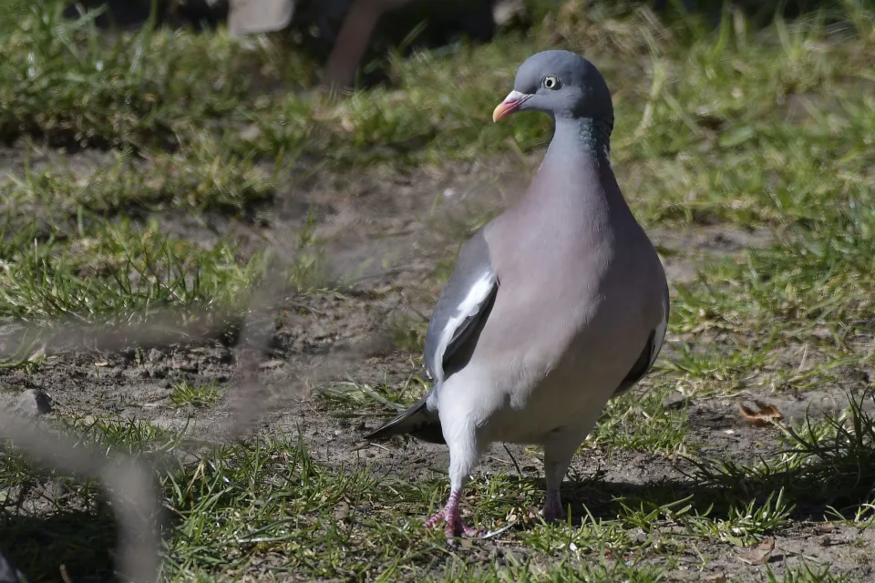 Columba palumbus