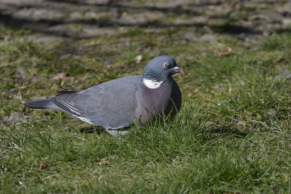 Columba palumbus