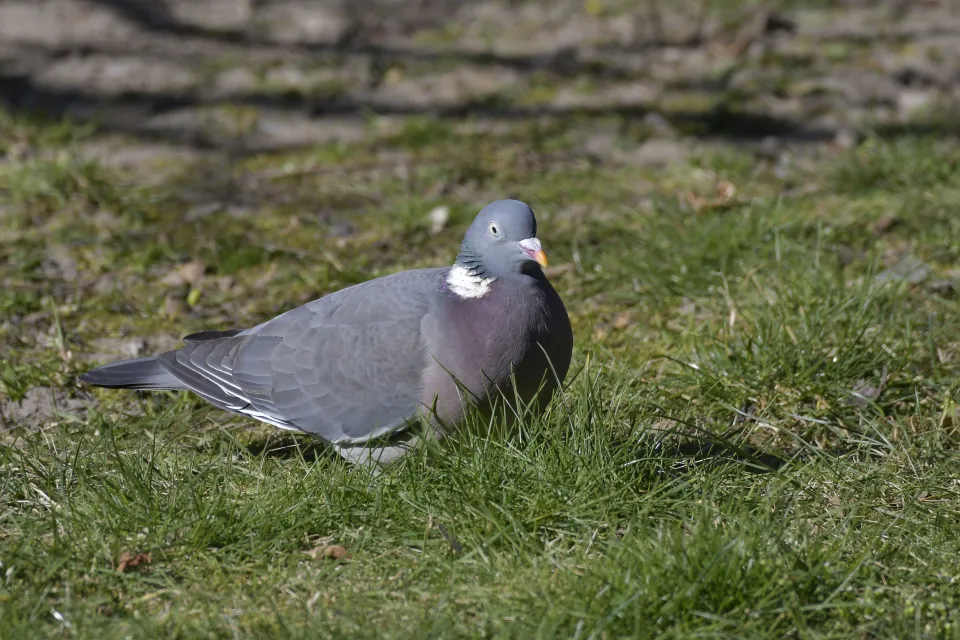 Columba palumbus