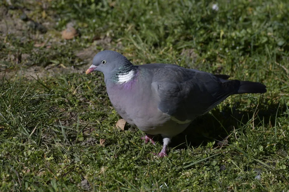 Columba palumbus