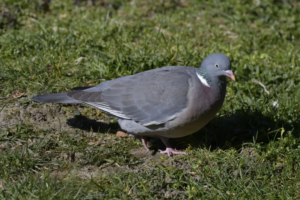 Columba palumbus