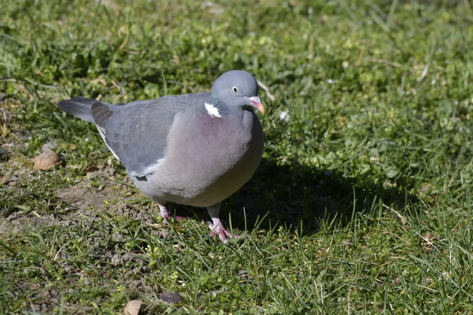 Columba palumbus