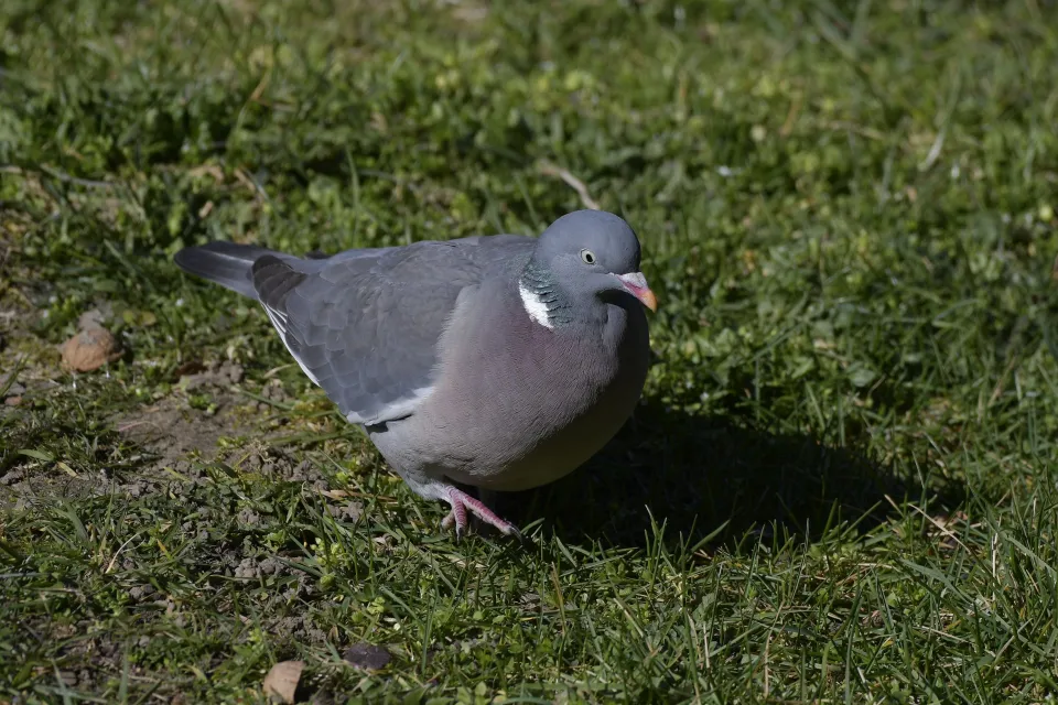 Columba palumbus