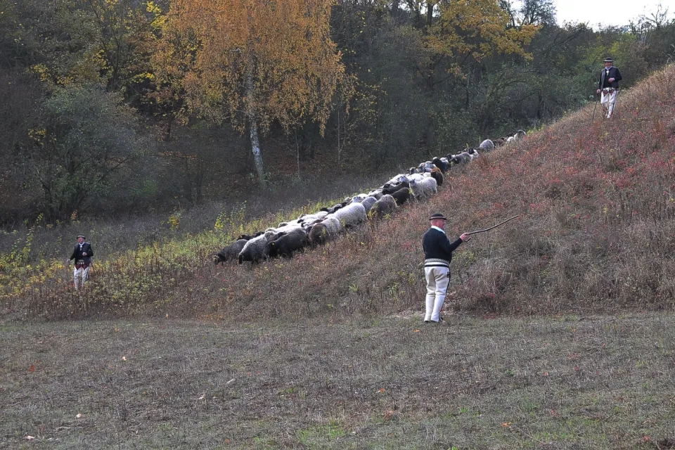 III Dolnowiślański Redyk Gruczno 2018