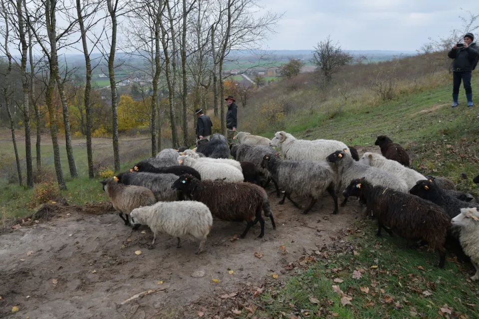 IV Dolnowiślański Redyk Gruczno 2019