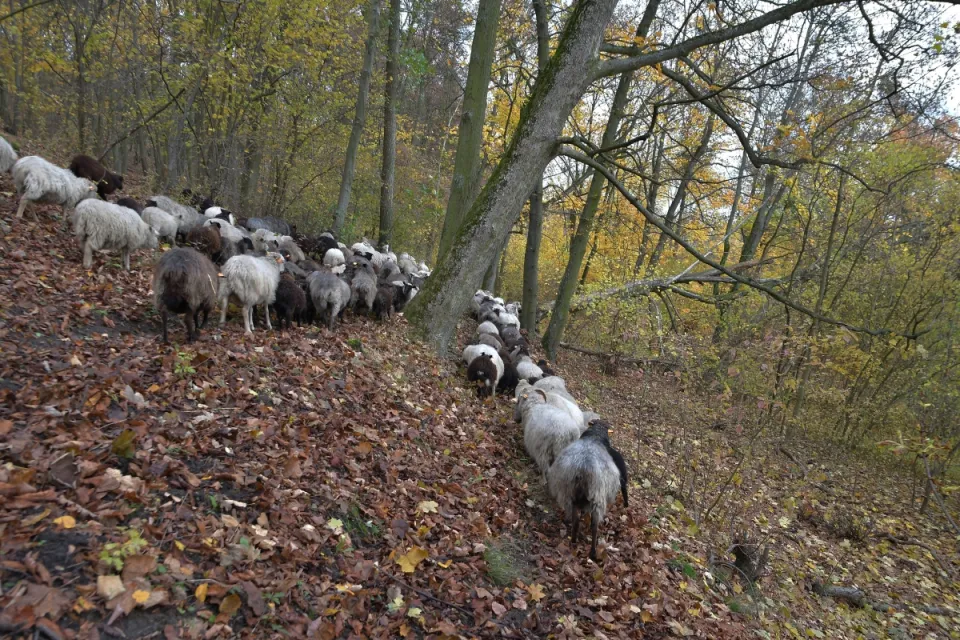 IV Dolnowiślański Redyk Gruczno 2019