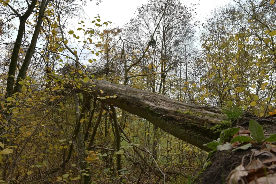 IV Dolnowiślański Redyk Gruczno 2019