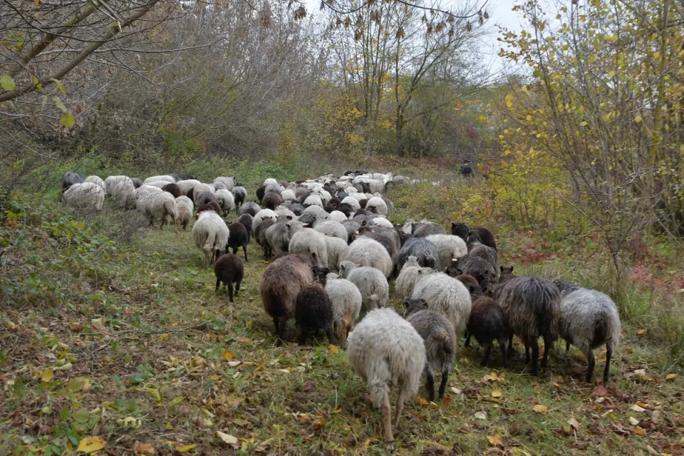 IV Dolnowiślański Redyk Gruczno 2019