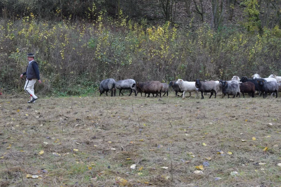 IV Dolnowiślański Redyk Gruczno 2019