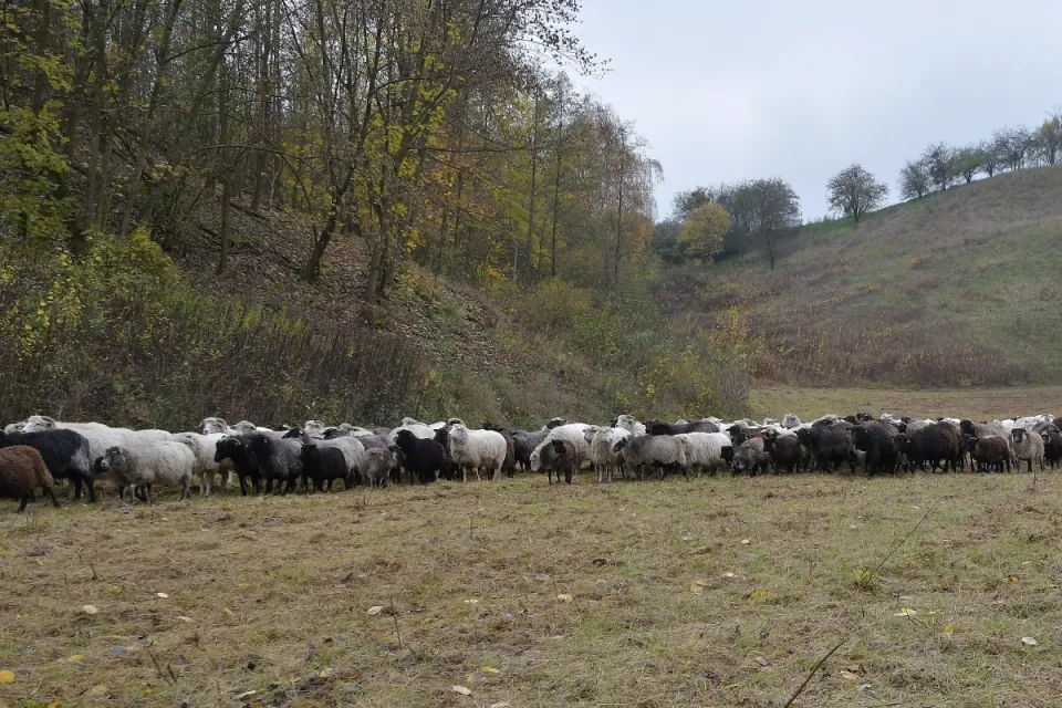 IV Dolnowiślański Redyk Gruczno 2019
