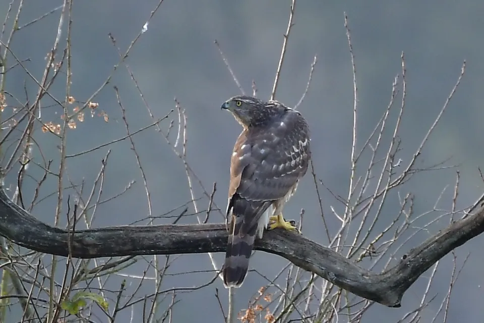 Accipiter gentilis