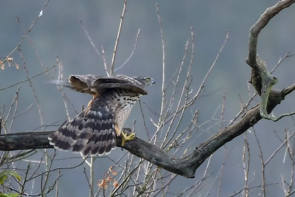 Accipiter gentilis