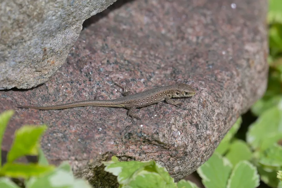 Lacerta agilis
