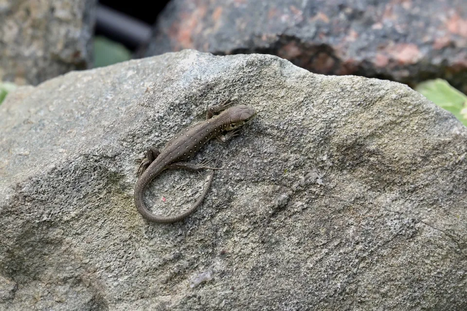 Lacerta agilis