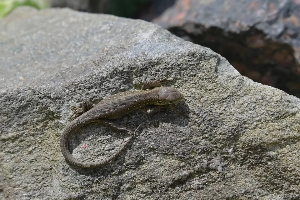 Lacerta agilis