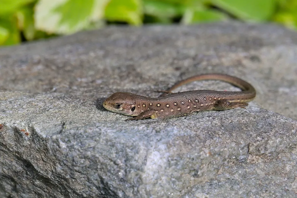 Lacerta agilis