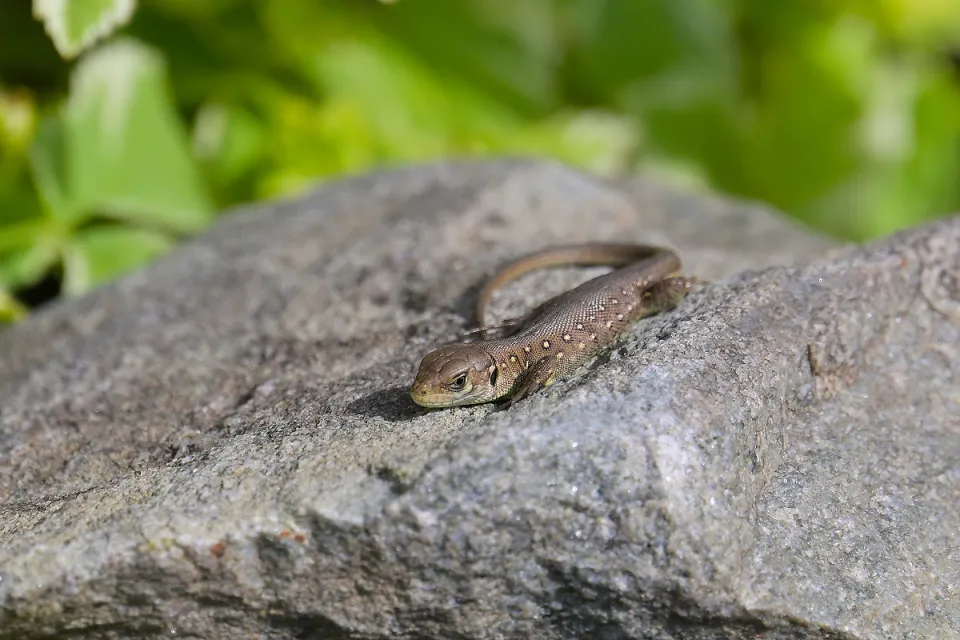 Lacerta agilis