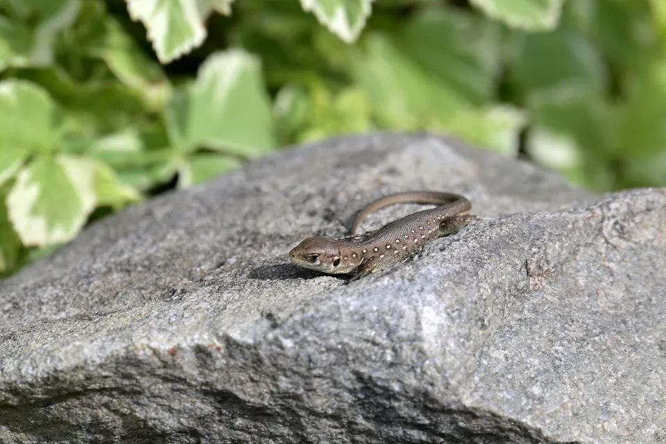 Lacerta agilis