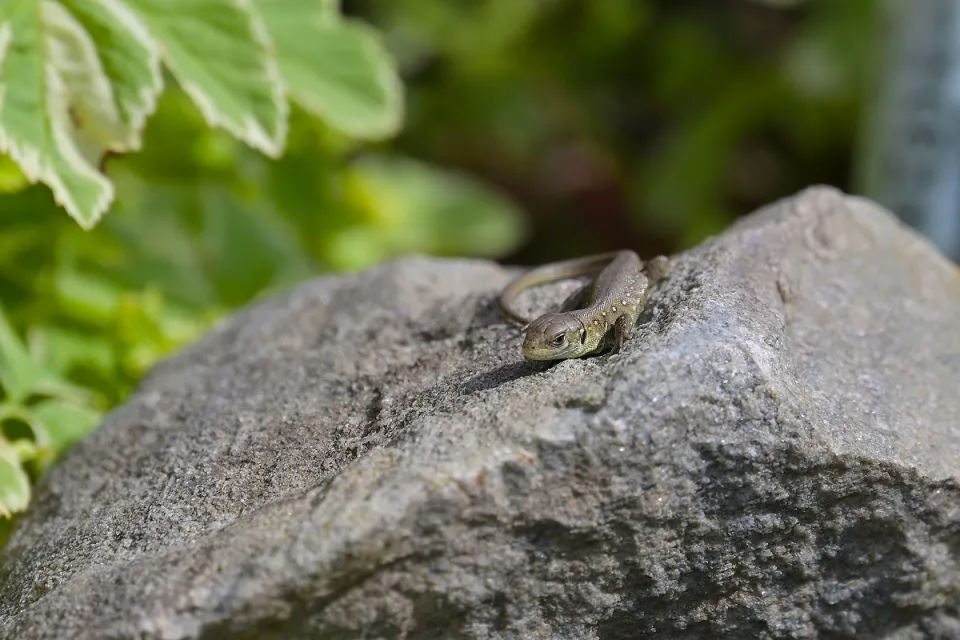 Lacerta agilis