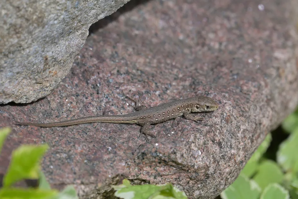 Lacerta agilis