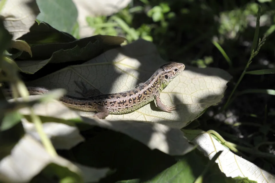 Lacerta agilis